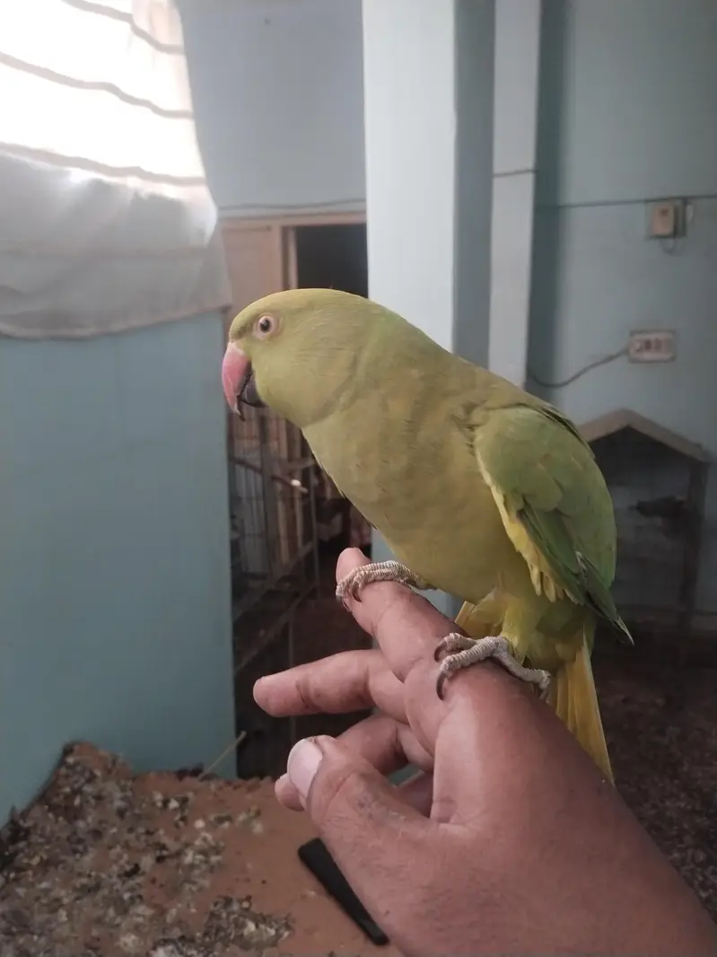 green ringneck pair available full tame zero bite — photo 3