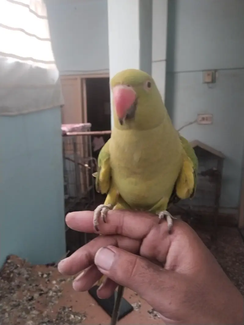 green ringneck pair available full tame zero bite — photo 4