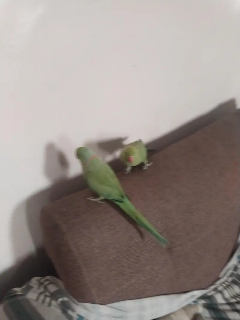 green ringneck pair available full tame zero bite — photo 5