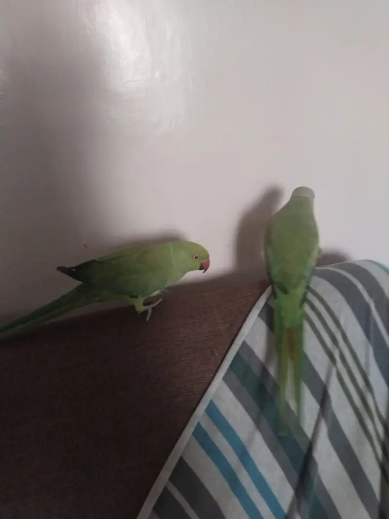 green ringneck pair available full tame zero bite — photo 6