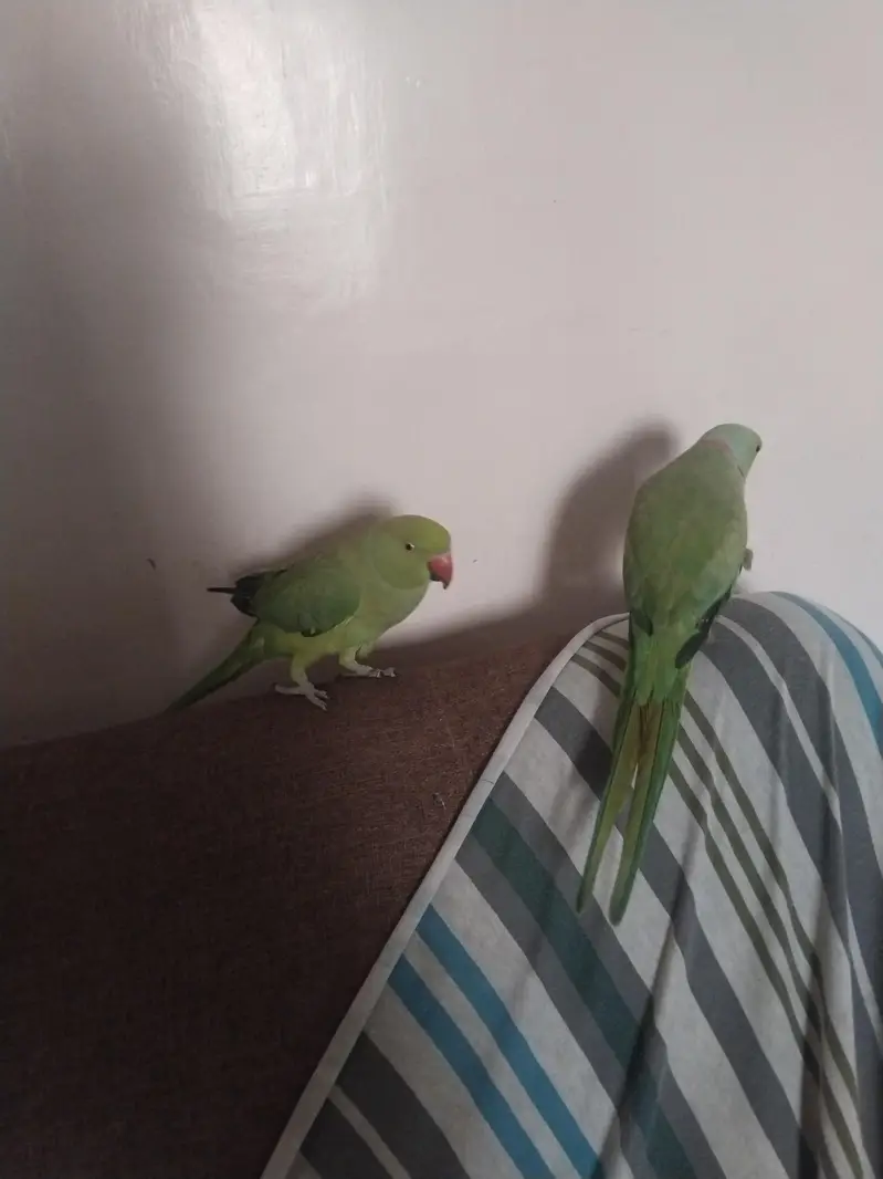 green ringneck pair available full tame zero bite — photo 7