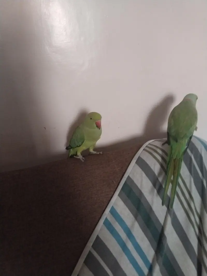 green ringneck pair available full tame zero bite — photo 8
