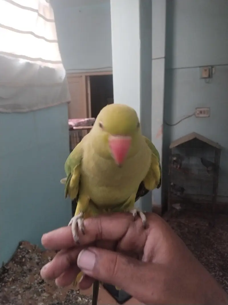 green ringneck pair available full tame zero bite — photo 9