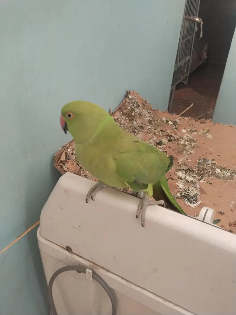 green ringneck pair available full tame zero bite — photo 10
