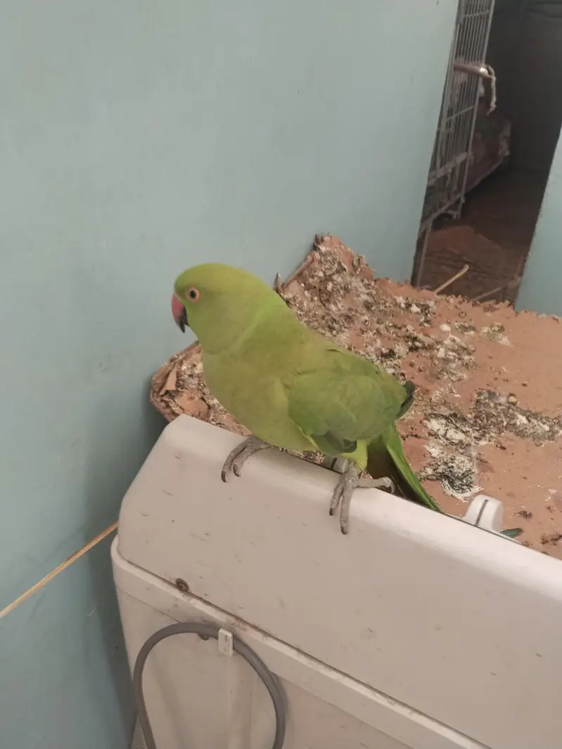 green ringneck pair available full tame zero bite — photo 11