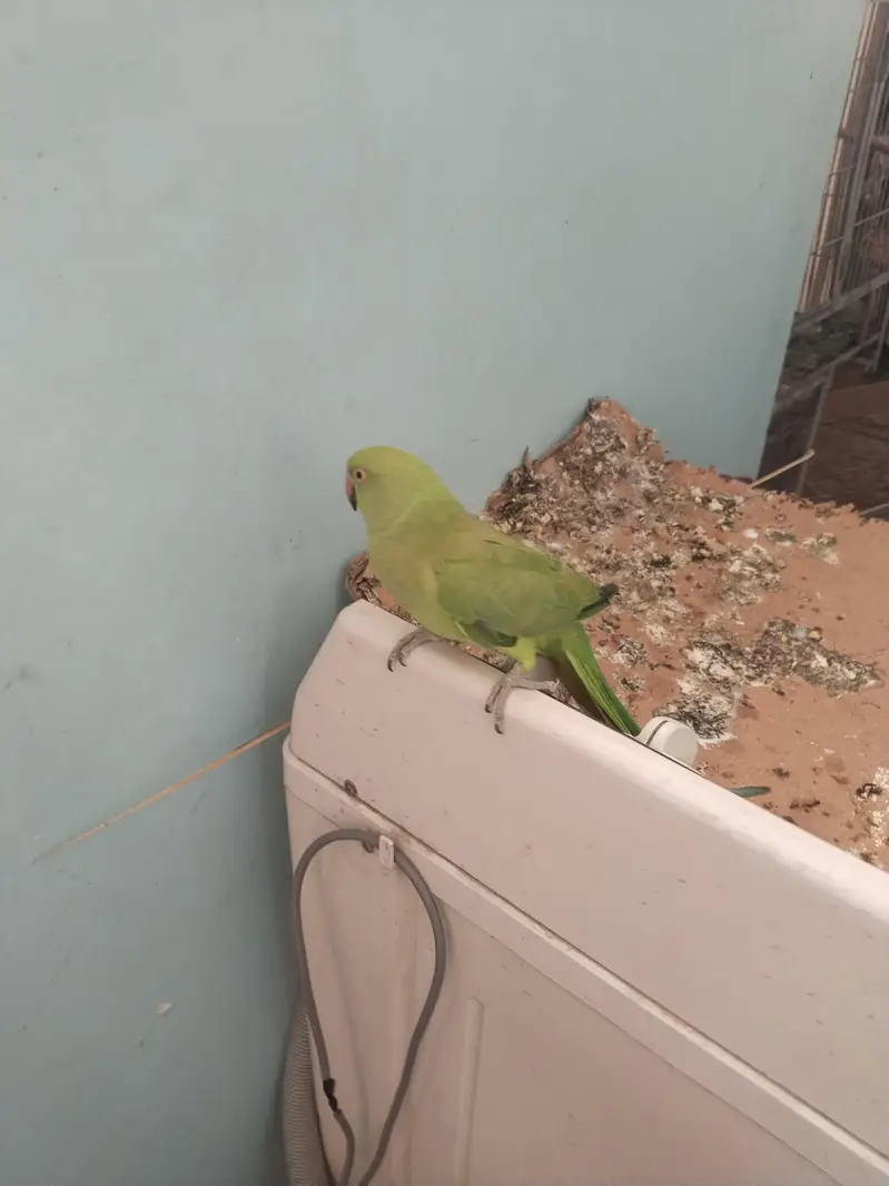 green ringneck pair available full tame zero bite — photo 12