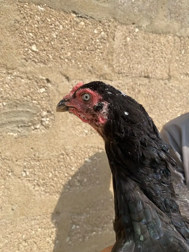 Aseel Lasani female — photo 5