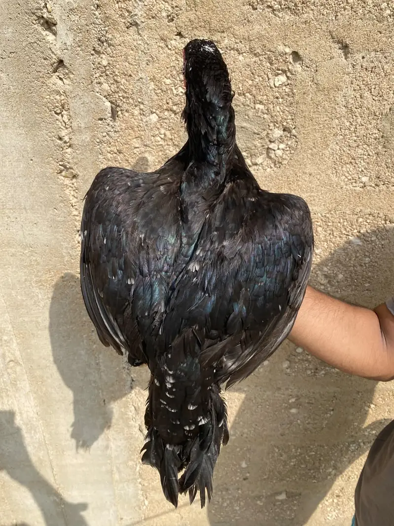 Aseel Lasani female — photo 2