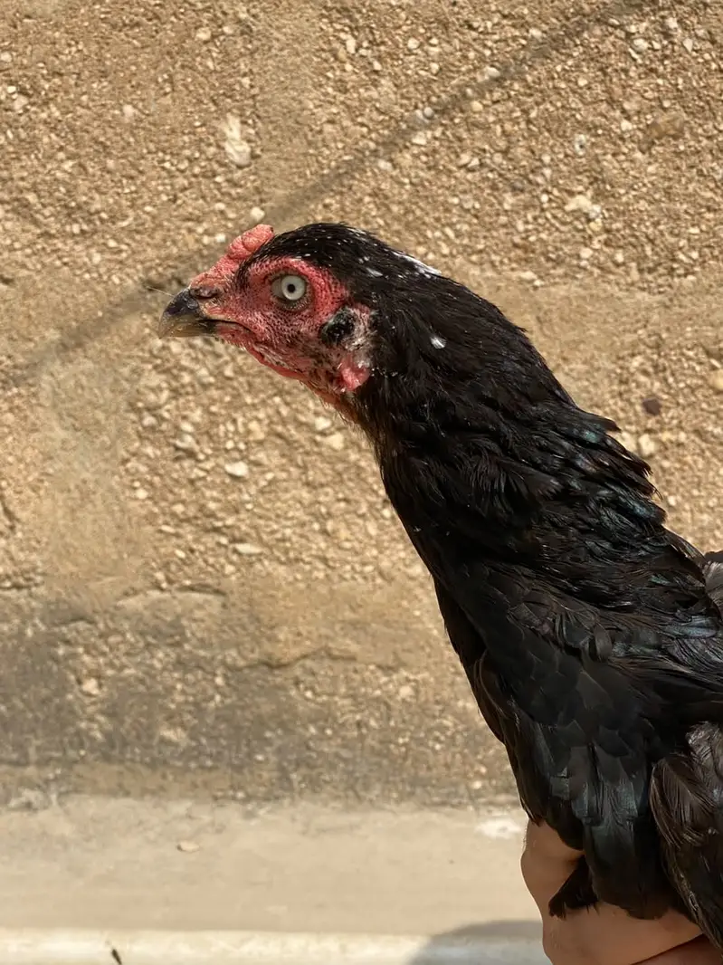 Aseel Lasani female — photo 3