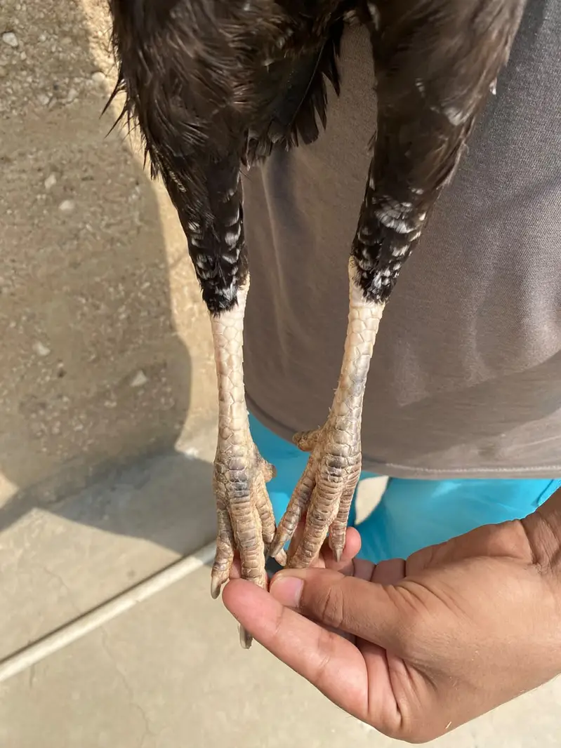 Aseel Lasani female — photo 4