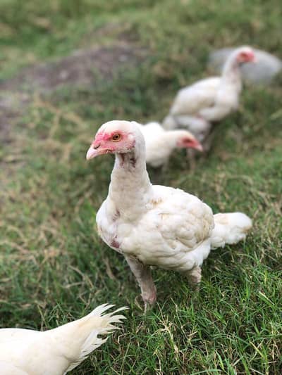 Heera madi with chicks