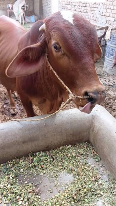 Bull for Sale.
