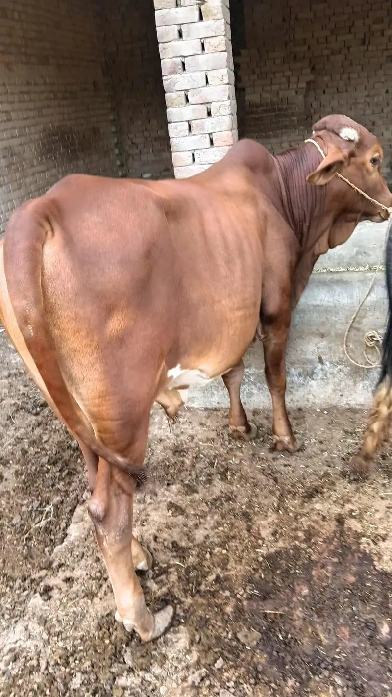 Bull for Sale. — photo 2