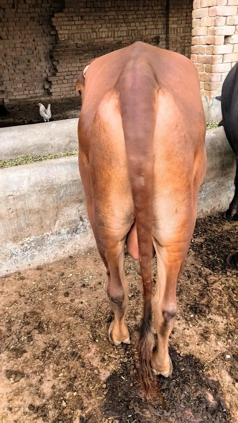 Bull for Sale. — photo 3