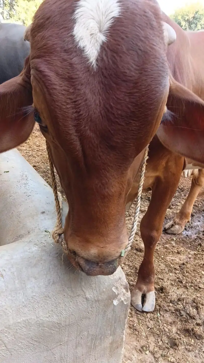 Bull for Sale. — photo 4