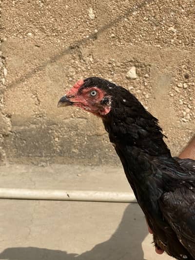 Aseel Lasani female