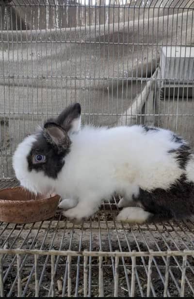 Dwarf male looking for new home