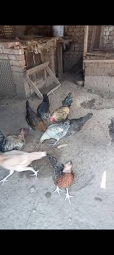 Misri and Aseel Egg laying Hens