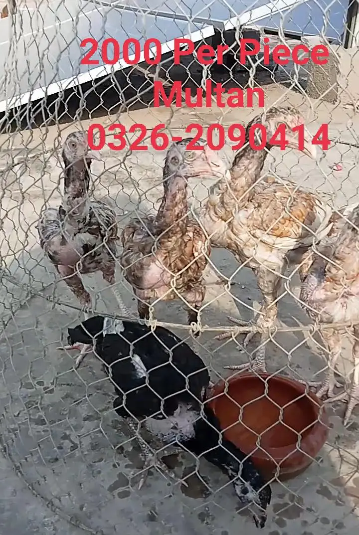 Misri and Aseel Egg laying Hens — photo 2