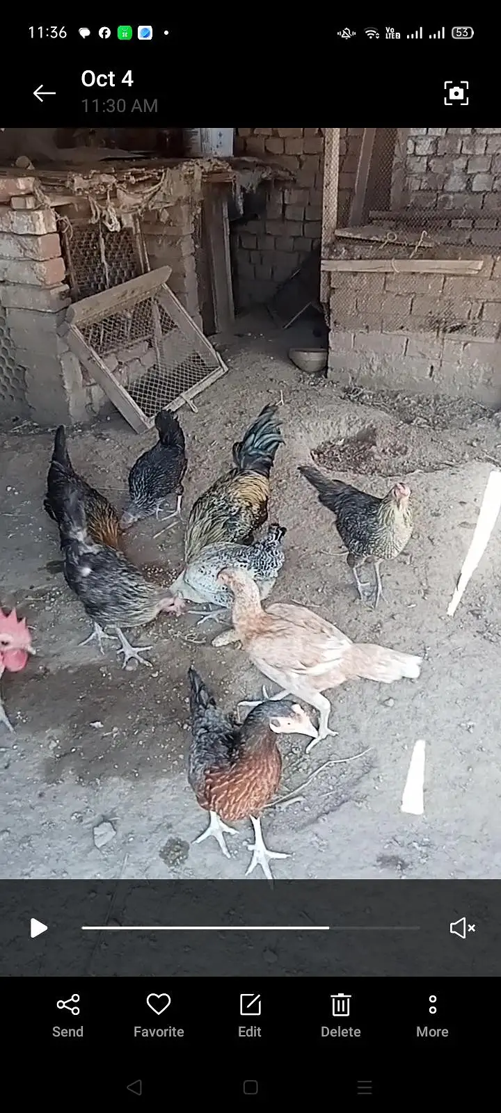 Misri and Aseel Egg laying Hens — photo 3