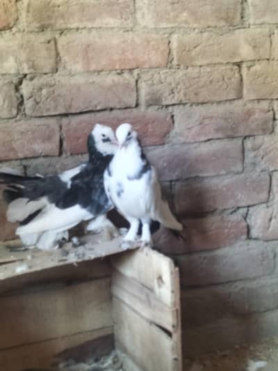 lucky pigeons For sale