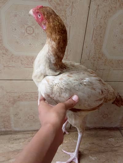 Aseel Sindhi hen for sale