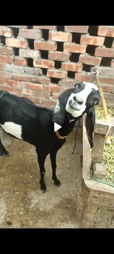 Bakri or Sath ik path for sale