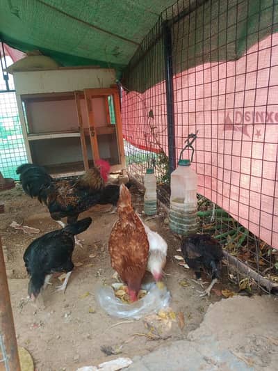 5 Chickens (1 Male & 4 Female)