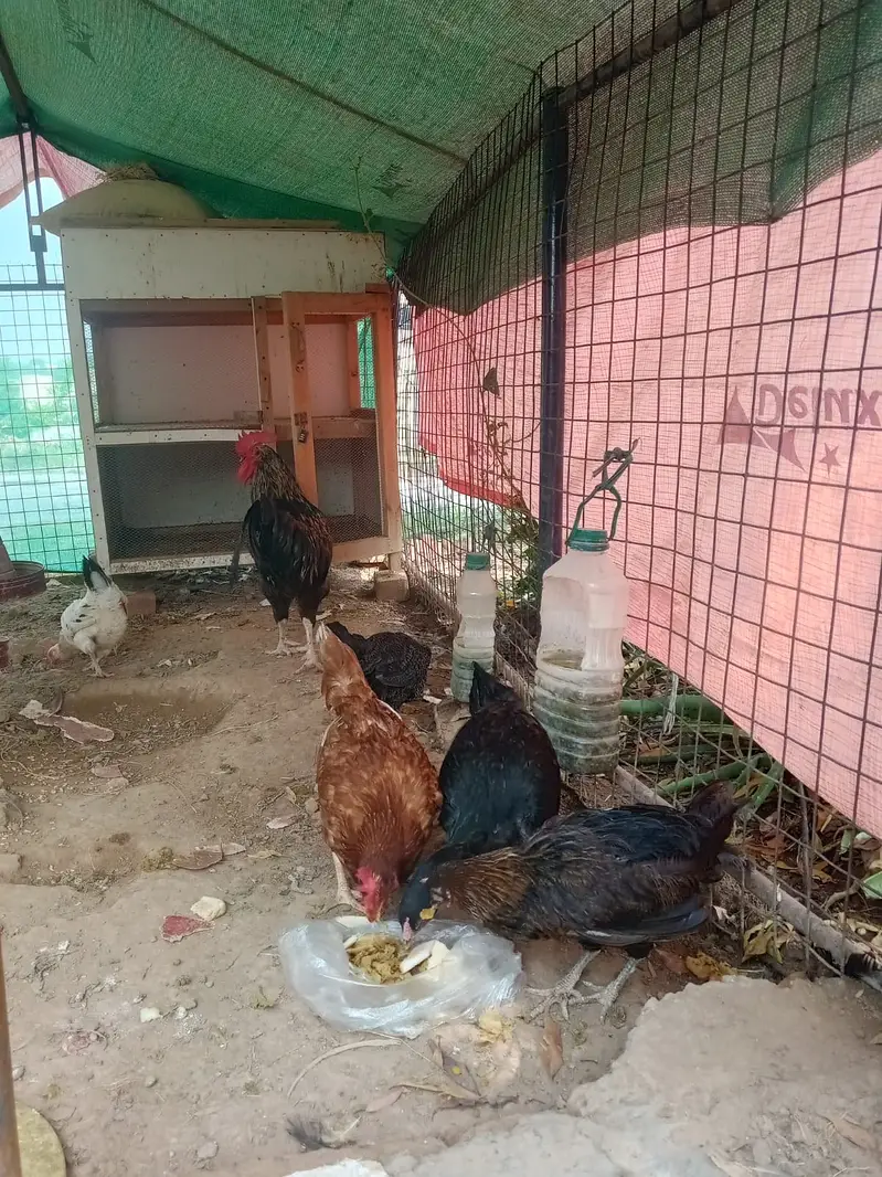 5 Chickens (1 Male & 4 Female) — photo 2