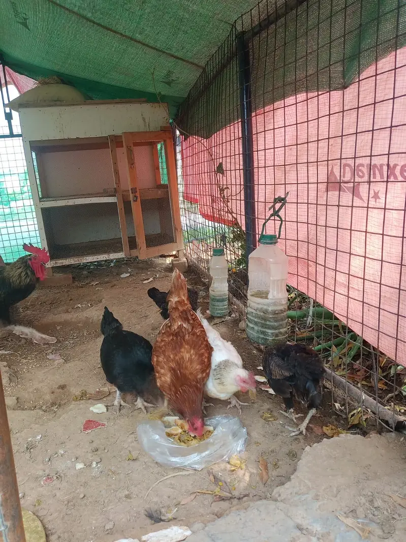 5 Chickens (1 Male & 4 Female) — photo 3
