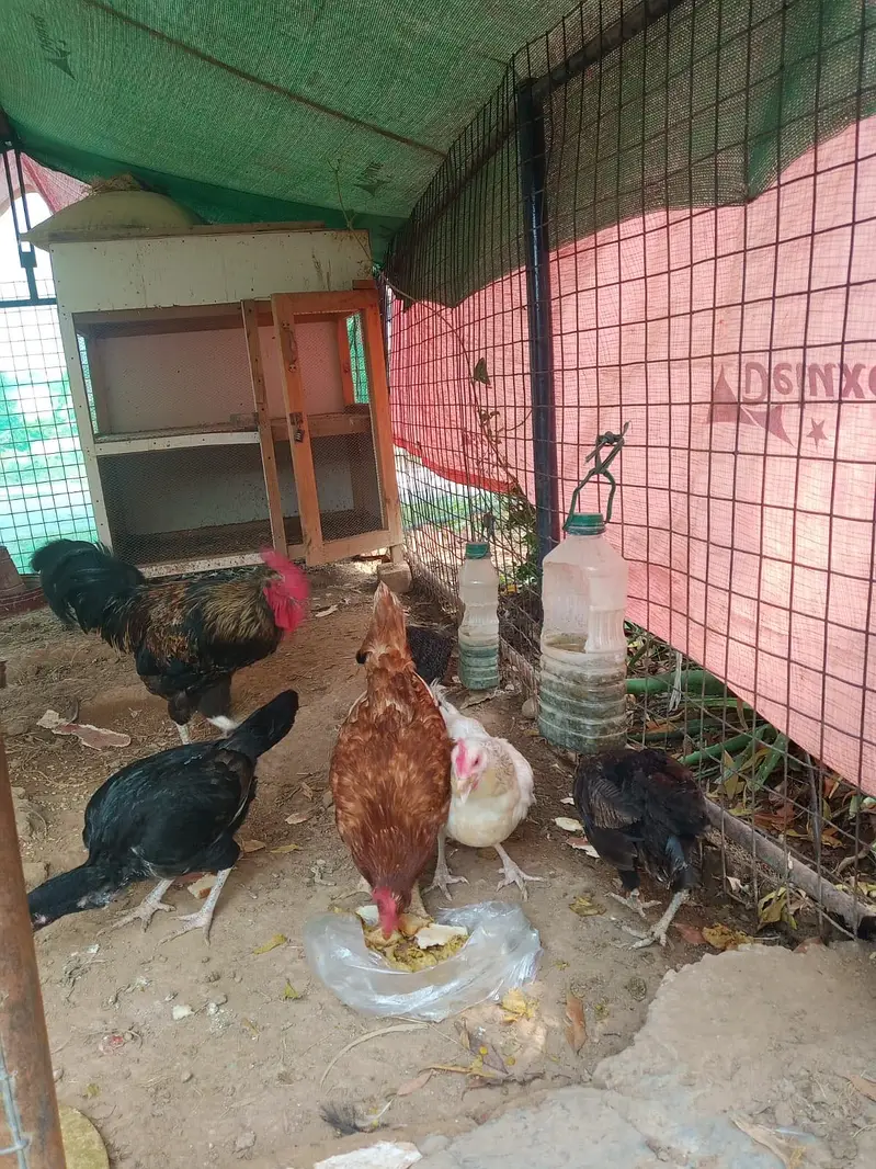 5 Chickens (1 Male & 4 Female) — photo 4