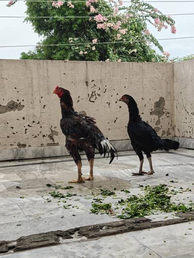 Pure Pakistani Aseel Pair – Old Bloodline, Healthy & Active