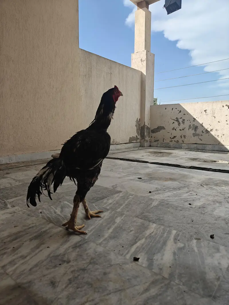 Pure Pakistani Aseel Pair – Old Bloodline, Healthy & Active — photo 2
