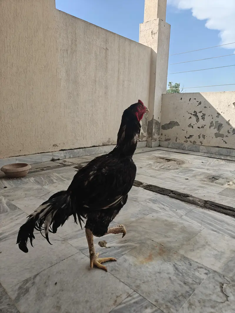 Pure Pakistani Aseel Pair – Old Bloodline, Healthy & Active — photo 3