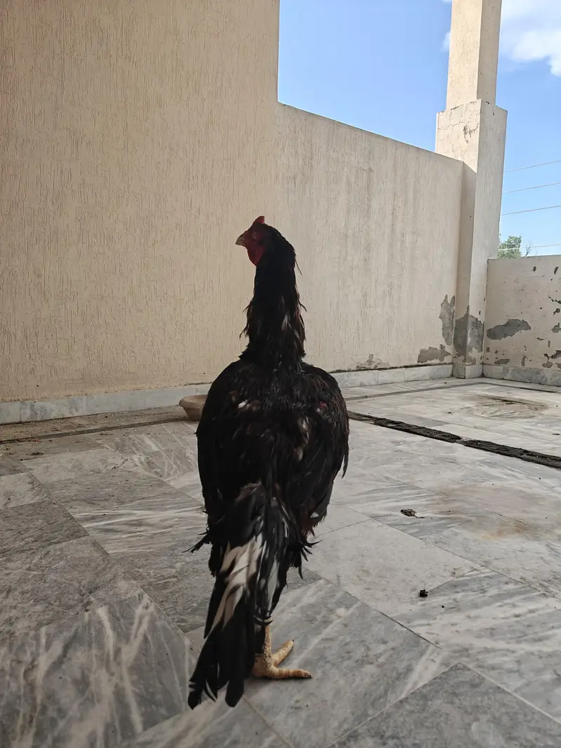 Pure Pakistani Aseel Pair – Old Bloodline, Healthy & Active — photo 4