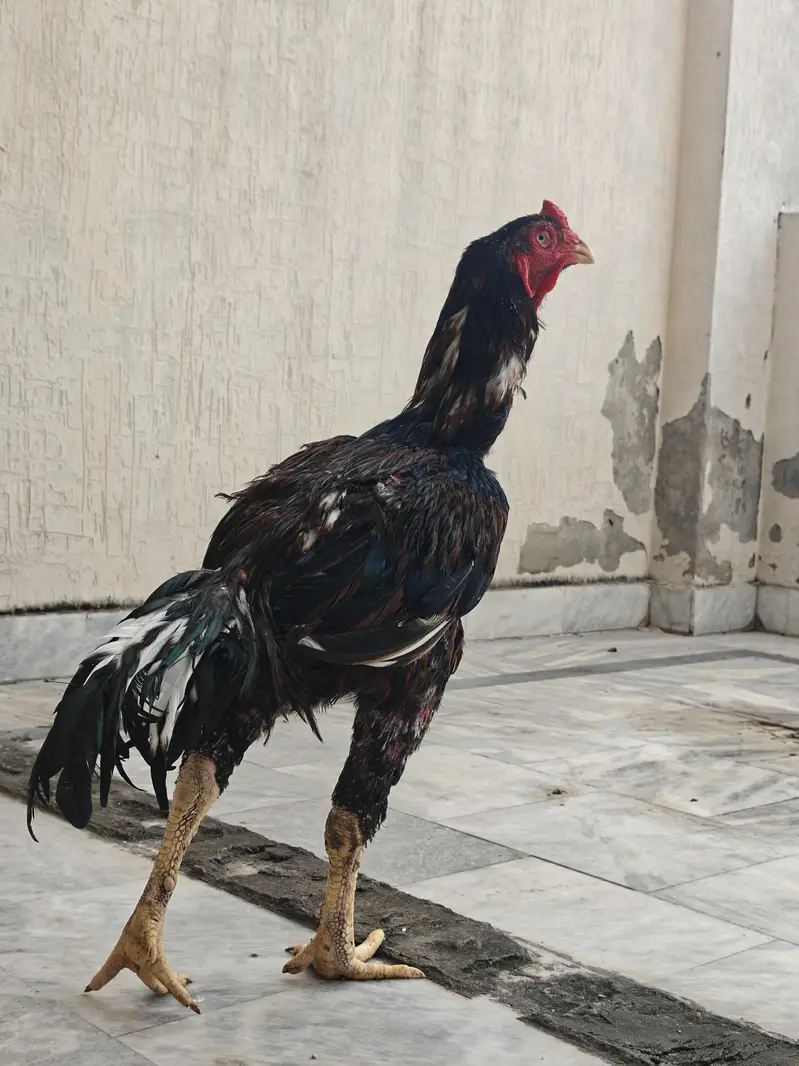 Pure Pakistani Aseel Pair – Old Bloodline, Healthy & Active — photo 5