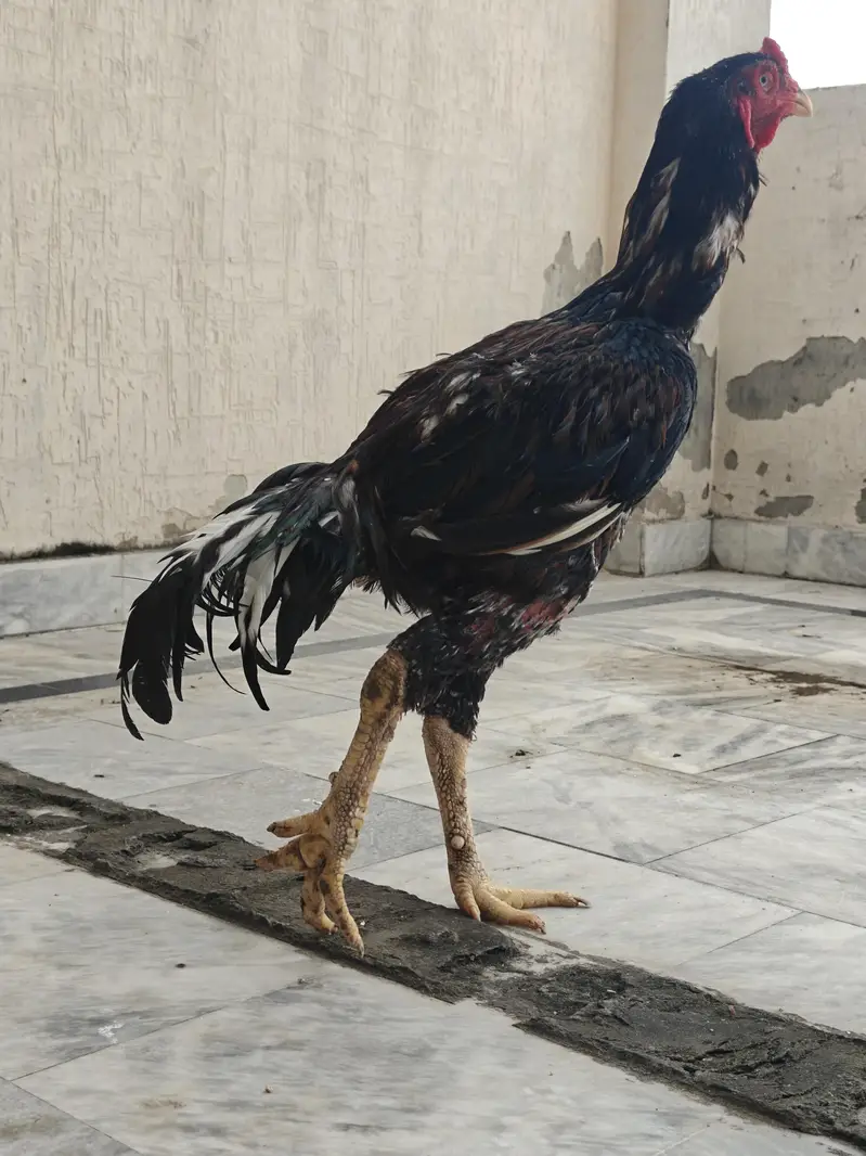 Pure Pakistani Aseel Pair – Old Bloodline, Healthy & Active — photo 6