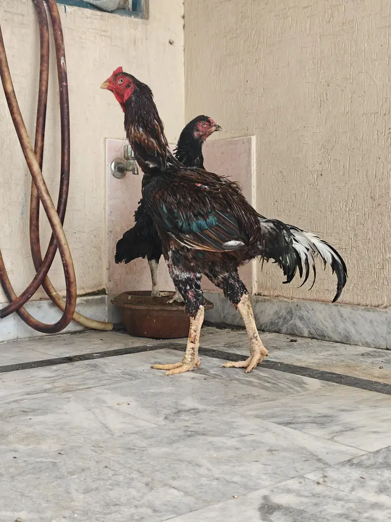 Pure Pakistani Aseel Pair – Old Bloodline, Healthy & Active — photo 7