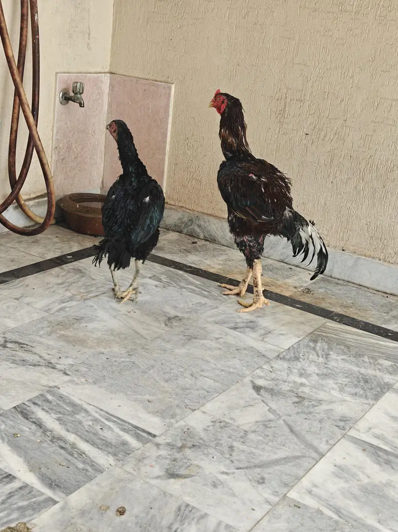 Pure Pakistani Aseel Pair – Old Bloodline, Healthy & Active — photo 8