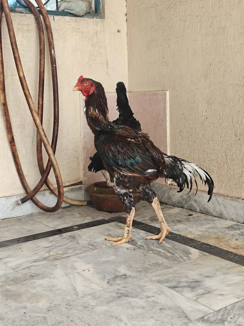 Pure Pakistani Aseel Pair – Old Bloodline, Healthy & Active — photo 9