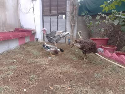 Turkey Birds & Duck for Sale | Healthy Poultry