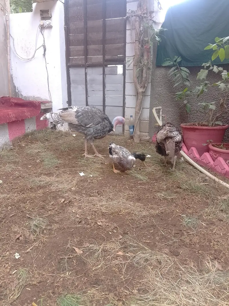 Turkey Birds & Duck for Sale | Healthy Poultry — photo 2