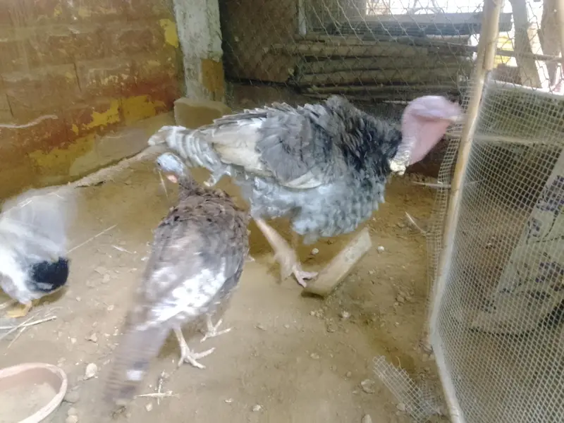 Turkey Birds & Duck for Sale | Healthy Poultry — photo 3