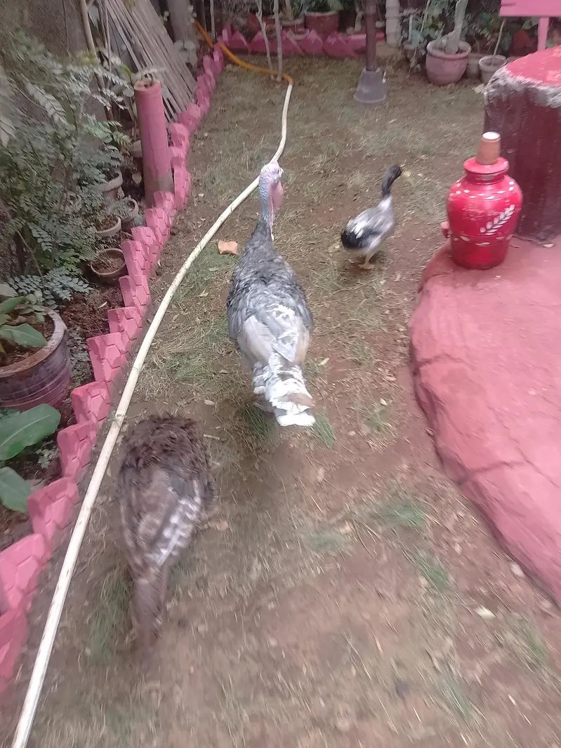 Turkey Birds & Duck for Sale | Healthy Poultry — photo 4