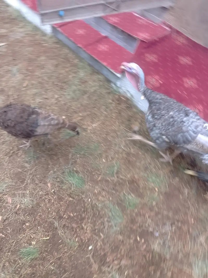 Turkey Birds & Duck for Sale | Healthy Poultry — photo 5