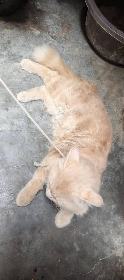 Cat For sale triple Code