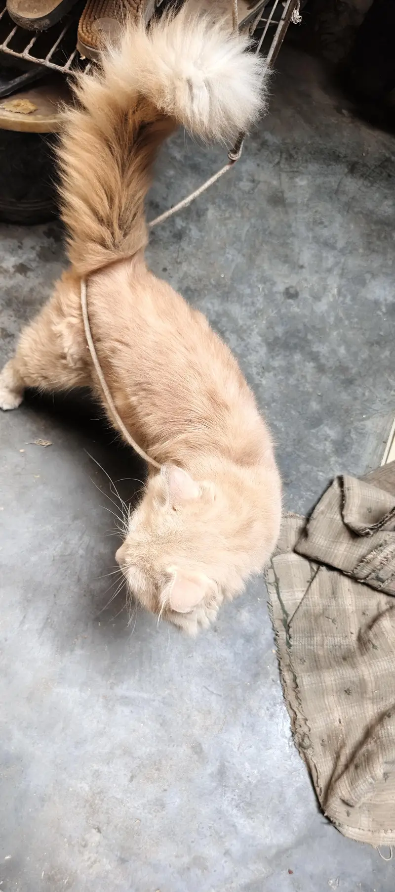 Cat For sale triple Code — photo 2