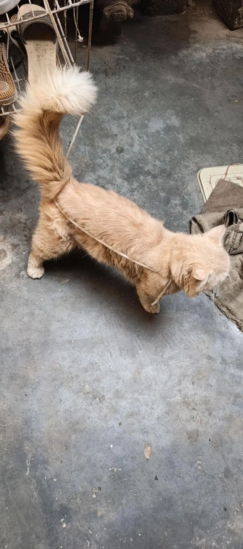 Cat For sale triple Code — photo 3