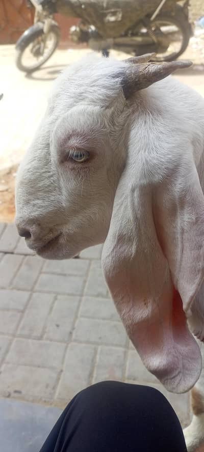 6 month name is golabo