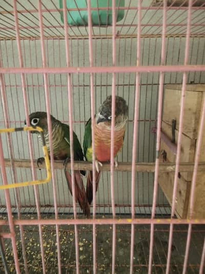 green Conure